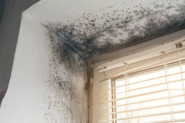 Affordable Mold Removal solutions in Hampstead, NC